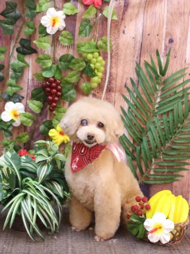 20230811HONEYちゃん